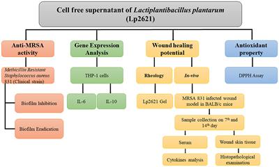 Healing wounds, defeating biofilms: Lactiplantibacillus plantarum in tackling MRSA infections